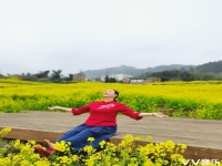 麥田鄉音曲劇(麥田鄉音曲劇直播)
