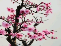黃梅戲滿工對唱歌詞(黃梅戲滿工對唱歌詞天仙唱這首歌)
