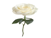 白玫瑰花瓣(白玫瑰花瓣邊緣粉色)