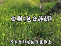 曲劇包公辭朝十二月原唱(曲劇包公辭朝十二月原唱是誰)