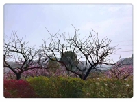 越劇桐花淚全劇(越劇桐花淚全劇86板戲)
